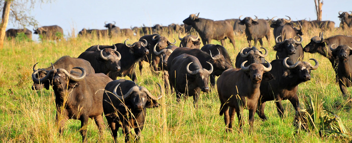 buffaloes in Kidepo